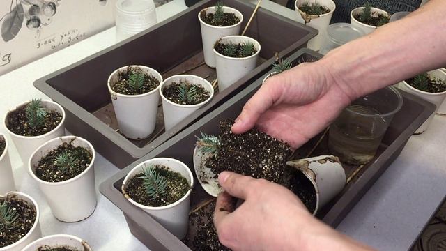 А есть ли там корни??? Черенкование голубой ели. Результаты через 4 месяца после посадки