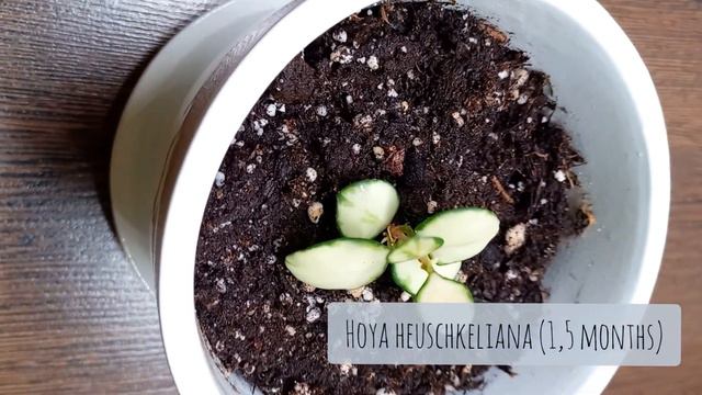 Пересаживаем зимой комнатные цветы (январь 24) смотреть онлайн