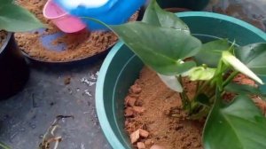 ඇන්තූරියම් වගාව  6 .පැල වෙන්කර සිටුවීම ඉන්දු ෆ්ලවර්ස් වෙතින්....How to grow anthurium smoll plant
