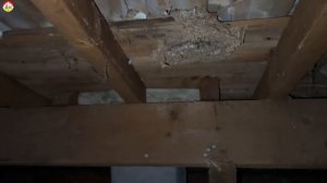 Вскрытие гнезда азиатского шершня в конце зимы. Охотник на шершня (сезон 2024)