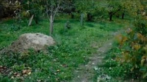 Железов Валерий Груша Космическая