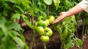 Томат Румяный Шар. Крупноплодный сладкий сорт томата для теплиц. Агрофирма Поиск.