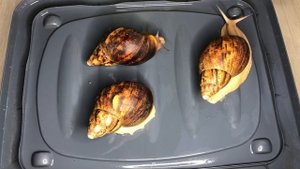 Архахатина маргината овум|Как я решила завести улиток