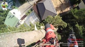 Спилить дерево около дома на даче