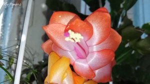 Уход за декабристом зимой.Уход после цветения.