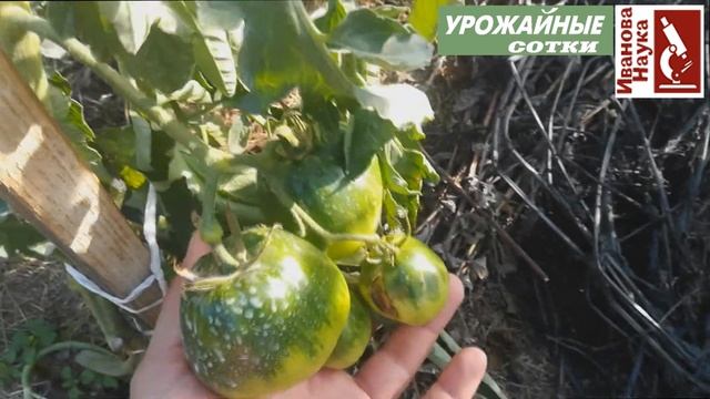 Негламурный огород-9. Смарт-ускорение созревания томатов и защита от фитофторы без опрыскиваний! смотреть онлайн