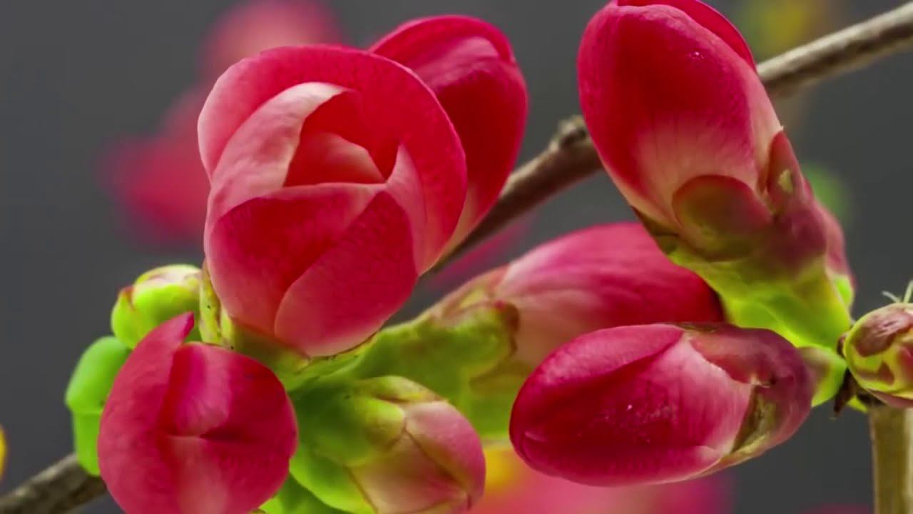 Песня "Червона Рута" на русском языке в исполнении Михаила Пономарёва. смотреть онлайн