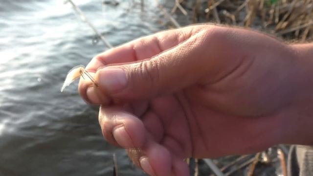 Рыбалка. Поплавочная ловля карася на вечерней зорьке. My fishing смотреть онлайн