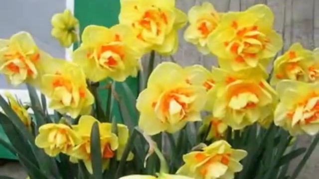 Narcissus - Narcissi - Narzissen - Narcizai - Нарциссы - Narcyzów - Narcissister смотреть онлайн