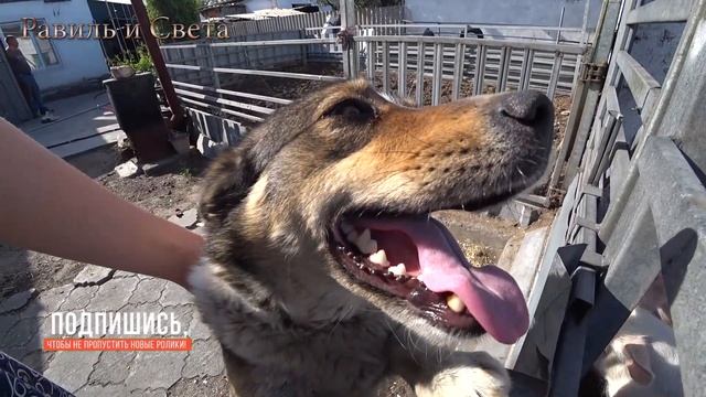 Наши будни // Всех с праздником Днем победы!!!! // Делаем  очень вкусный салат.@каналРавиль и Света