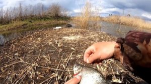 НА БОКОВОЙ КИВОК ЛЕЩИ ШАРАШАТ! ловля карася на боковой кивок.