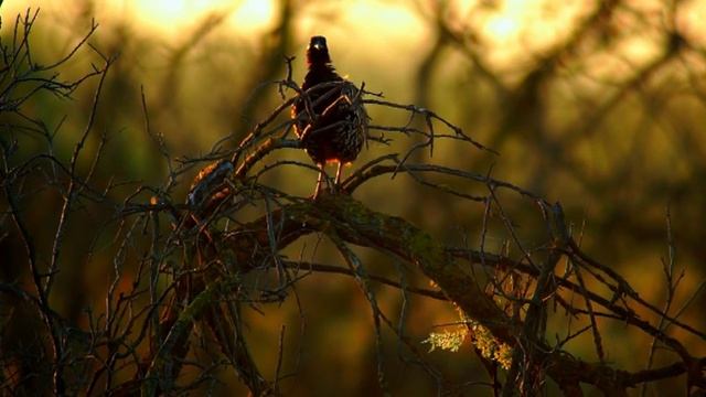 Турач (Francolinus francolinus) | Film Studio Aves смотреть онлайн