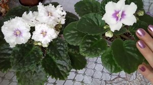 Сортовые фиалки. Особенности цветения. Фиалки у Алисы.