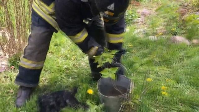 Пожарные откачивают животных / СПАСЕНИЕ ЖИВОТНЫХ / Важна каждая жизнь / ТОП 10