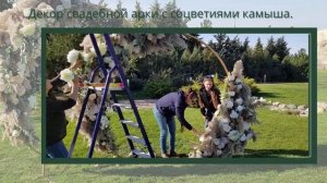 Декор арки с камышом для свадебной церемонии.