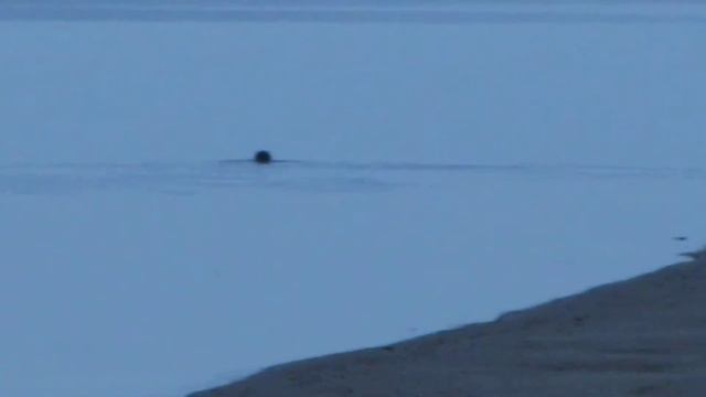 Тюлень в Северной Двине 25.06.19 смотреть онлайн