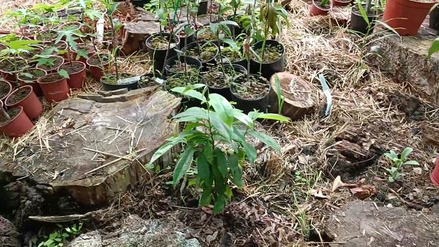 как мы подкармливаем растения смотреть онлайн