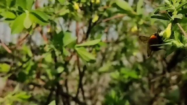 Шмель
