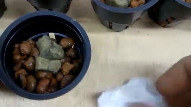 Посев в гидропонную установку витабокс смотреть онлайн