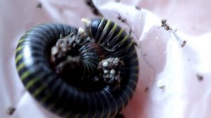 Будни полосатой многоножки. Кивсяк Anadenobolus monilicornis.