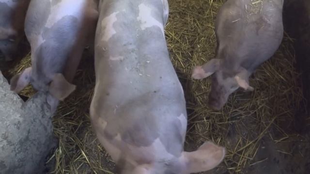 Поросята Дюрок Пьетрен Кантор,сколько уже съели пьетрены смотреть онлайн