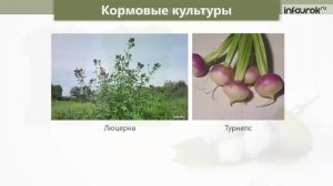 Сельское хозяйство растениеводство и животноводство