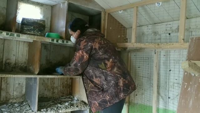 Pigeons# Мои голуби. Осенняя уборка в голубятне. смотреть онлайн