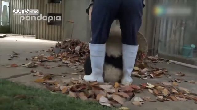 Две панды сошедшие с ума. Полная ржачка!!! смотреть онлайн