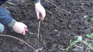 Обрезка винограда 1года- легко и быстро.