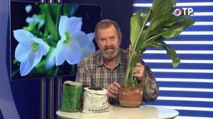 Как пересадить эухарис?