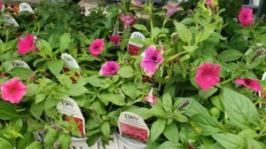 怎样挑选矮牵牛 Petunias & Supertunia 以及其品种Supertunia Vista /Supertunia Vista Mini／Supertunia Charm 的不同应用