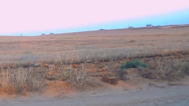 Лиса на поле.Звуки сверчков. смотреть онлайн