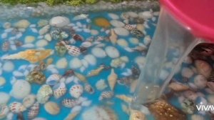 РАКУШКИ Эпоксидной смоле!