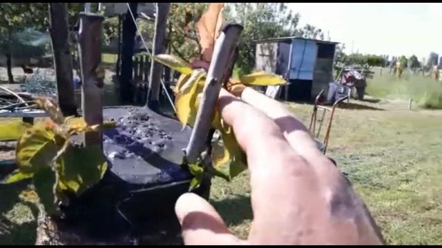 Прививка черешни и сливы черенком-результат прививки. смотреть онлайн