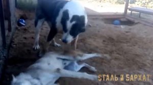 Алабай играет с волком.