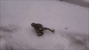 Из кладовой любимого писателя. М. М. Пришвин "Лягушонок"