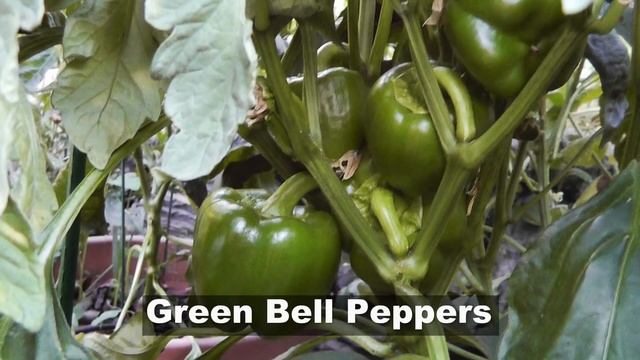 Growing Fiesta Peppers - Cayenne, Green Bell and Yellow Bell Peppers смотреть онлайн