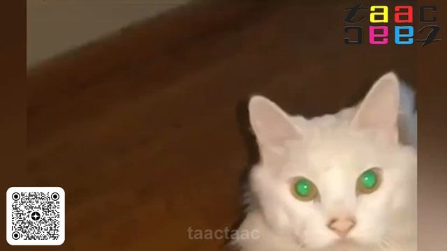 НЕУДАЧНОЕ ЛАПОПОЖАТИЕ. СМЕШНЫЕ КОТЫ И КОТИКИ. НЕЛЕПЫЕ МОМЕНТЫ С ЖИВОТНЫМИ СНЯТЫЕ НА КАМЕРУ.  ПРИКОЛ