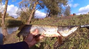 Ловим щуку на неогруженную резину - Relax KingShed снова в деле!