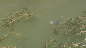 Цимлянский рыбколхоз