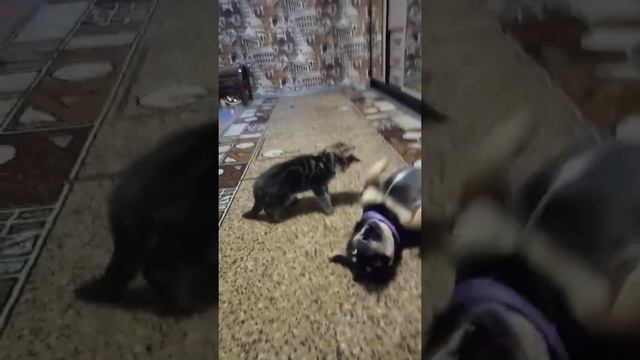 Разминка перед сном Тимон и Марсель. смотреть онлайн