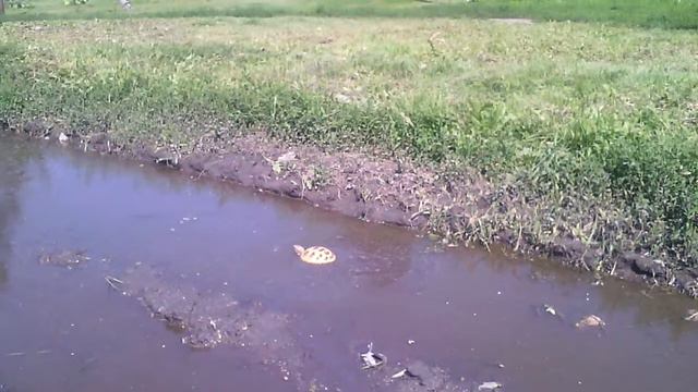 Черепаха 1 смотреть онлайн