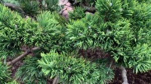 Pinus mugo 'Jakobsen' Dwarf Mugo Pine  January 31, 2020