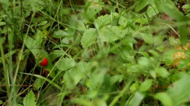 Лесноймомент/forest moment смотреть онлайн