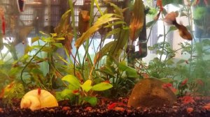 Аквариум с Гуппи и креветками Вишня.