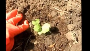 Огород без хлопот Высаживаем позднюю капусту