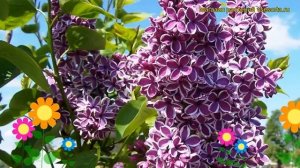 Сирень обыкновенная Сенсация. Краткий обзор, описание характеристик syringa vulgaris Sensatciia