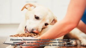 Почему собака не ест сухой корм? Собака плохо ест, отказывается от сухого корма: причины, отзывы, .