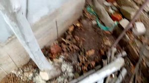 Инжир, делаю из трех стволов один.