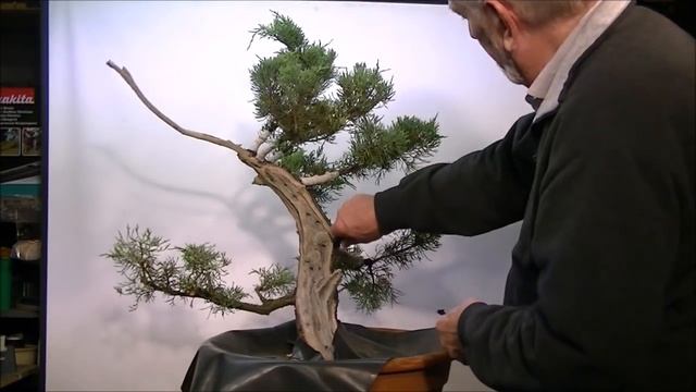 First styling Juniperus X Media hetzii, the final (part 2) смотреть онлайн